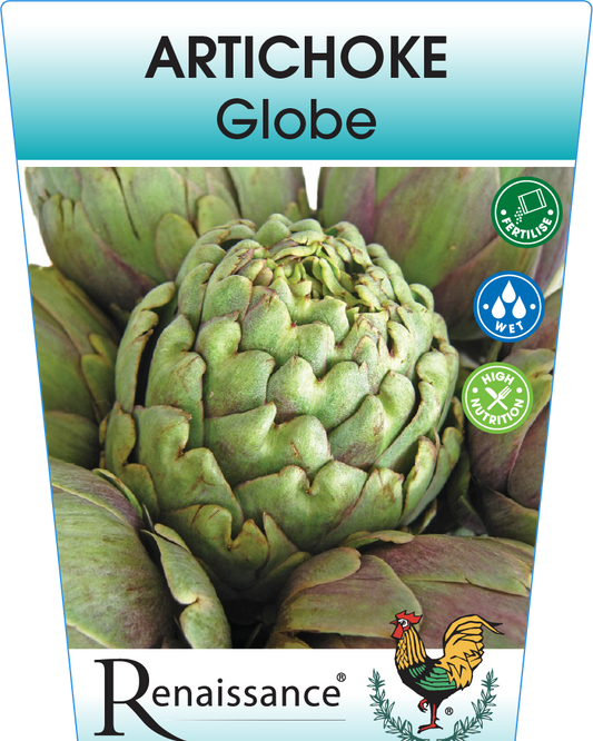 Artichoke Green Globe 95mm