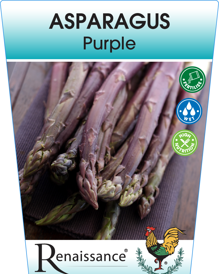 Asparagus Purple 95mm