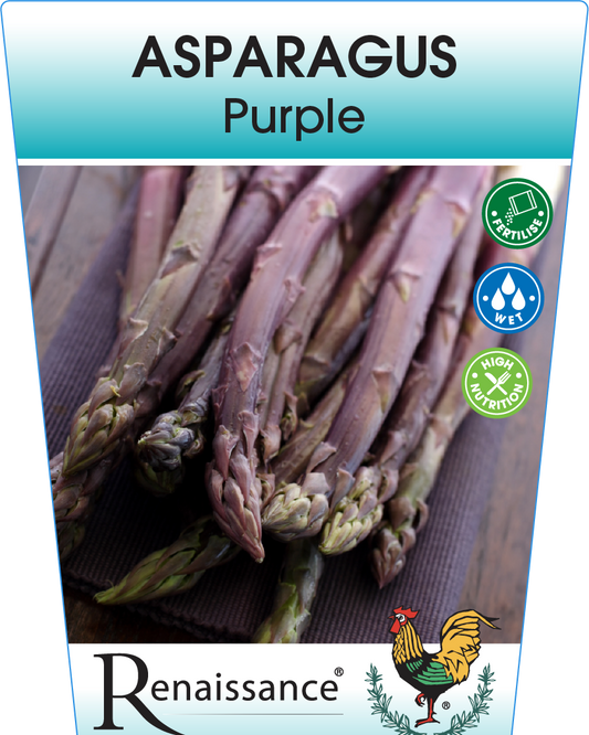 Asparagus Purple 95mm