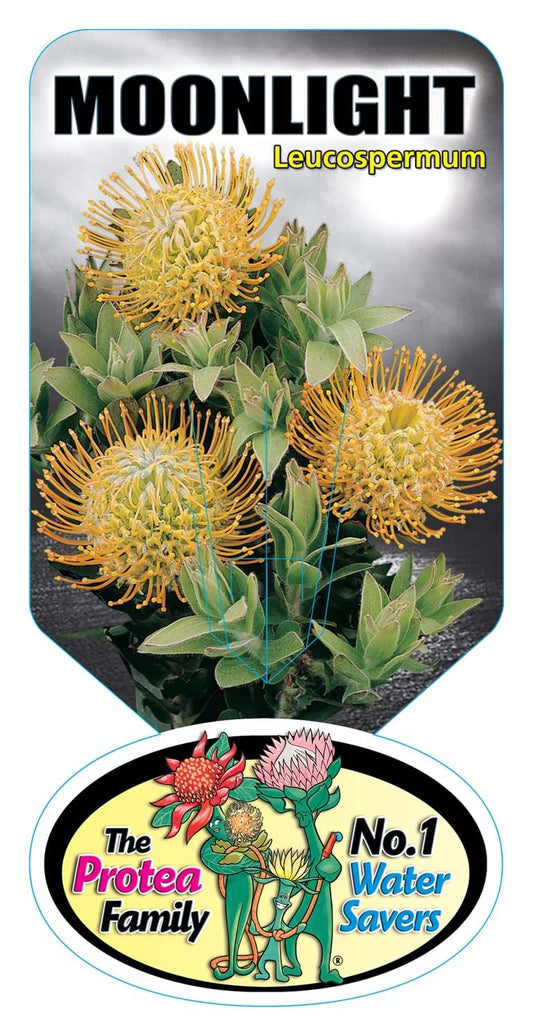 Leucospermum 'Moonlight' 25cm