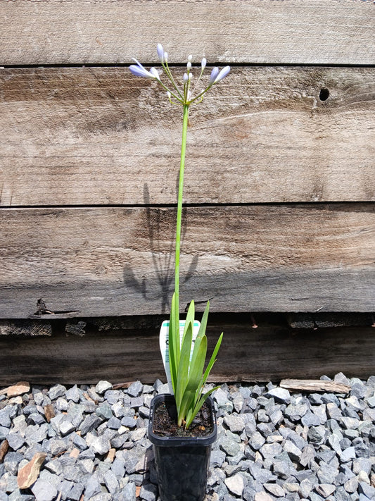 Agapanthus 'Blue Baby'  7cm