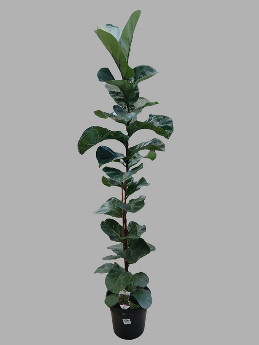 Ficus Iyrata 'Bambino' 25cm