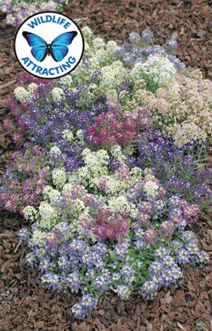 Alyssum Aphrodite 300 Seeds