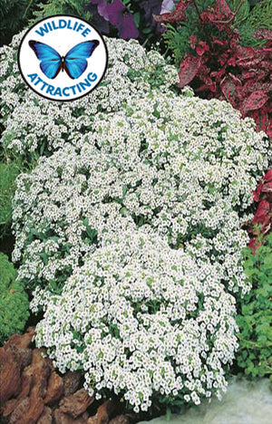 Alyssum Carpet of Snow 1250 Seeds