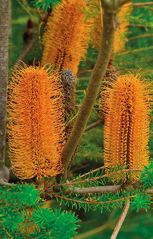 Heath Banksia Wildflowers 10 Seeds