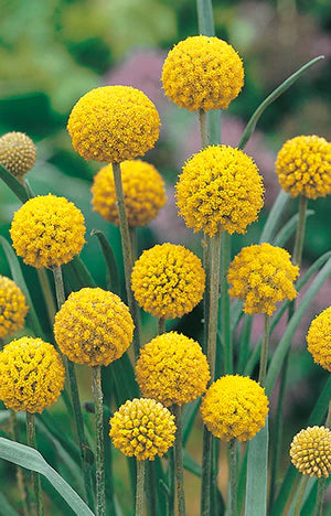 Billy Button Wildflower Seeds 100 Seeds