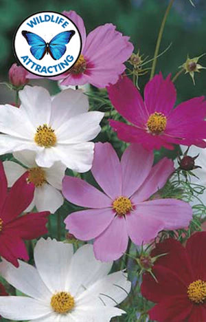 Cosmos Sensation Mixed 400 Seeds