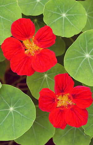 Nasturtium Empress of India 25 Seeds