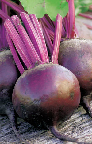 Beetroot Moulin Rouge 150 Seeds