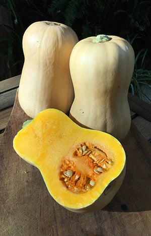 Pumpkin Butternut 20 Seeds