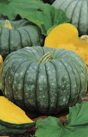 Pumpkin Queensland Blue 25 Seeds