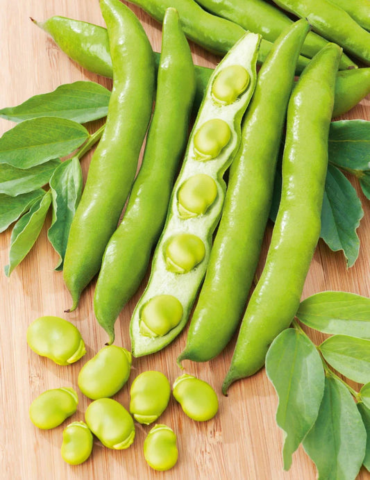 Broad Bean Early Long Pod 50g