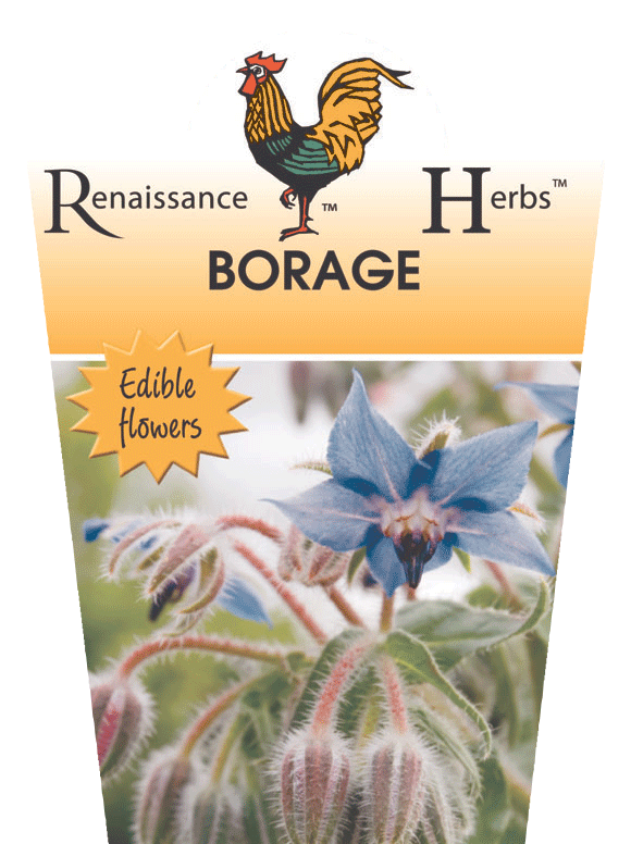 Borage 95mm