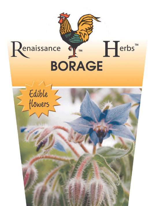 Borage 95mm