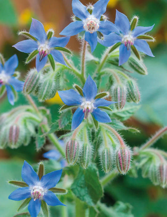 Borage 100 Seeds