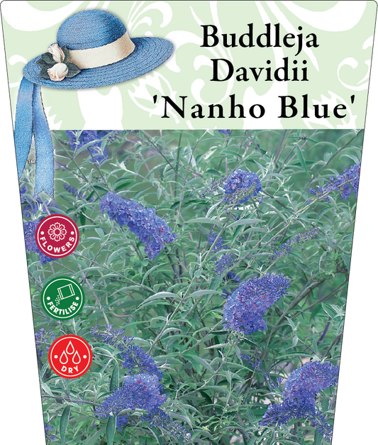 Buddleja davidii Nanho Blue 95mm