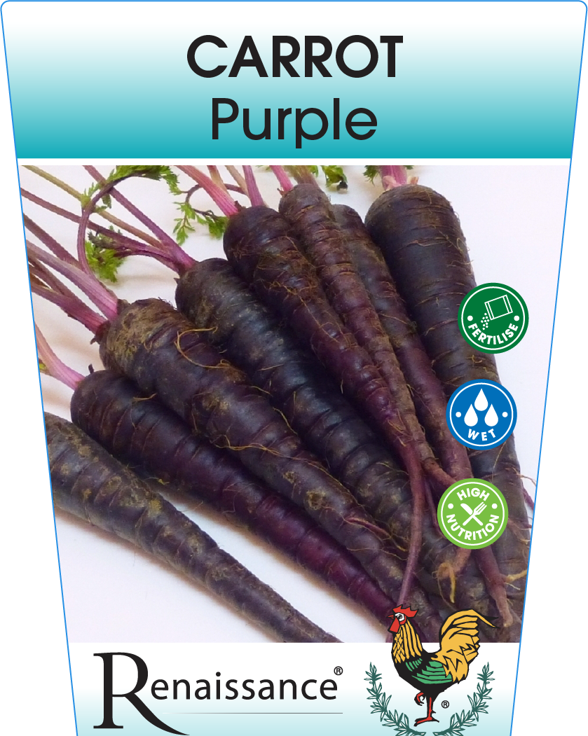Carrot Purple 95mm