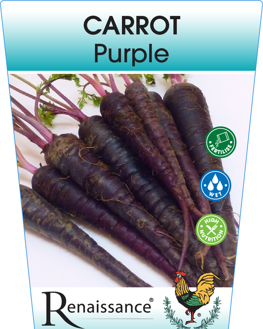 Carrot Purple 95mm