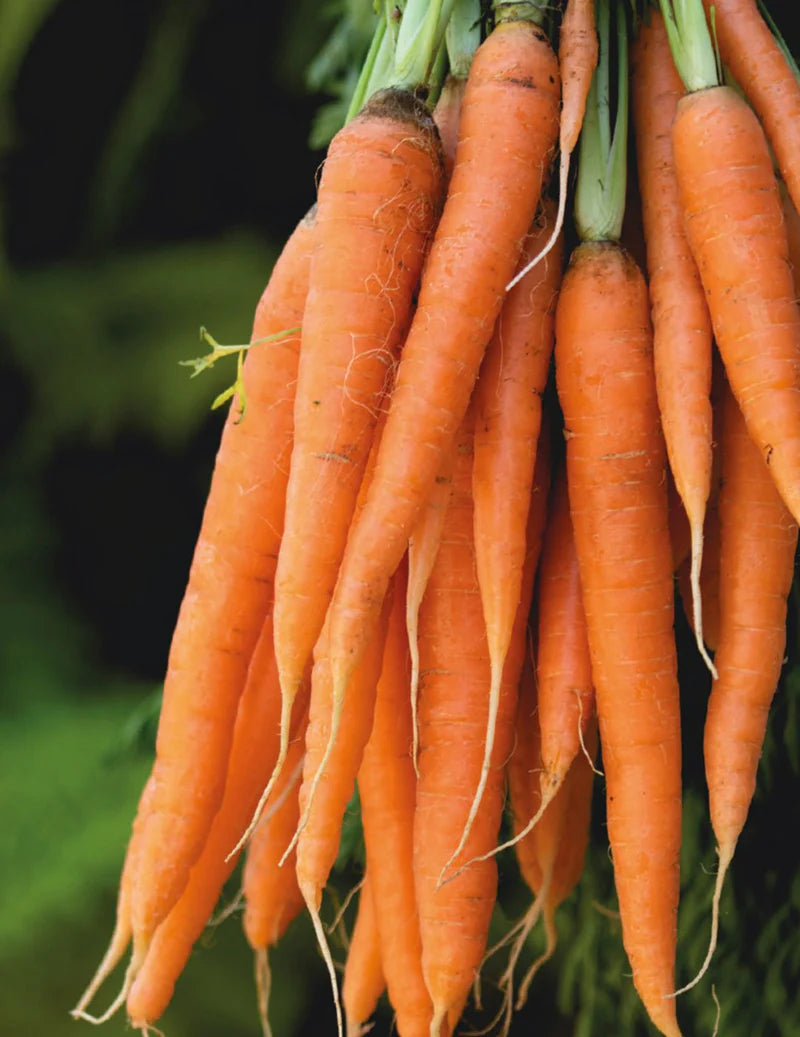 Carrot Baby Pak 2000 Seeds