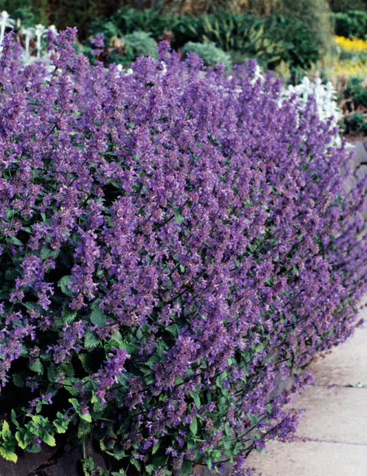 Catmint 200 Seeds