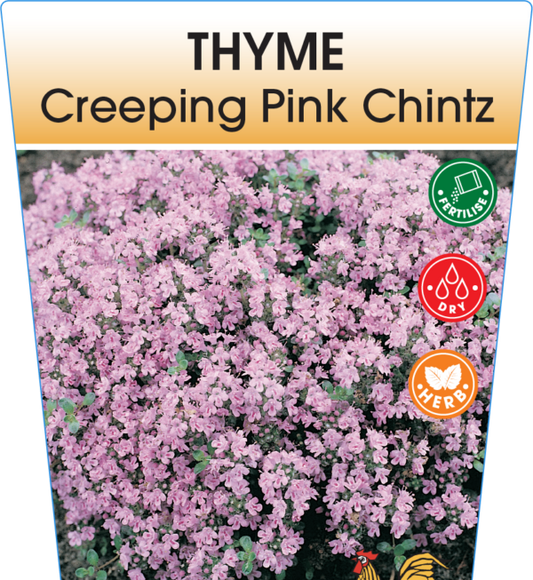 Thyme Creeping Pink Chintz 95mm