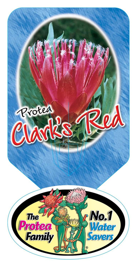 Protea 'Clark's Red' 25cm