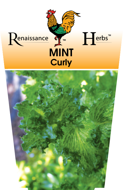 Mint Curly 95mm