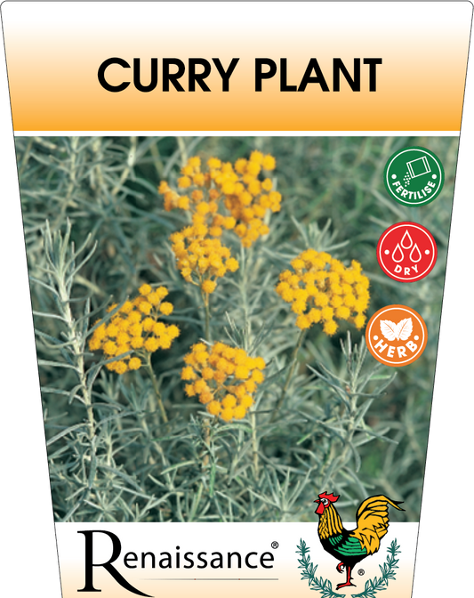Curry Plant 95mm