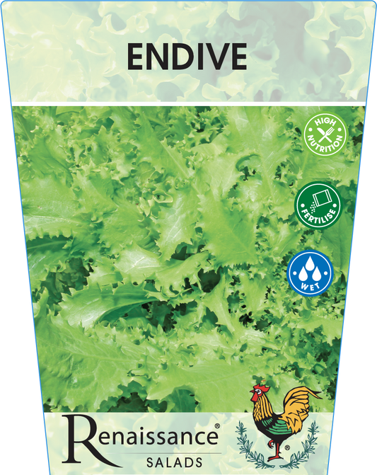 Endive 95mm
