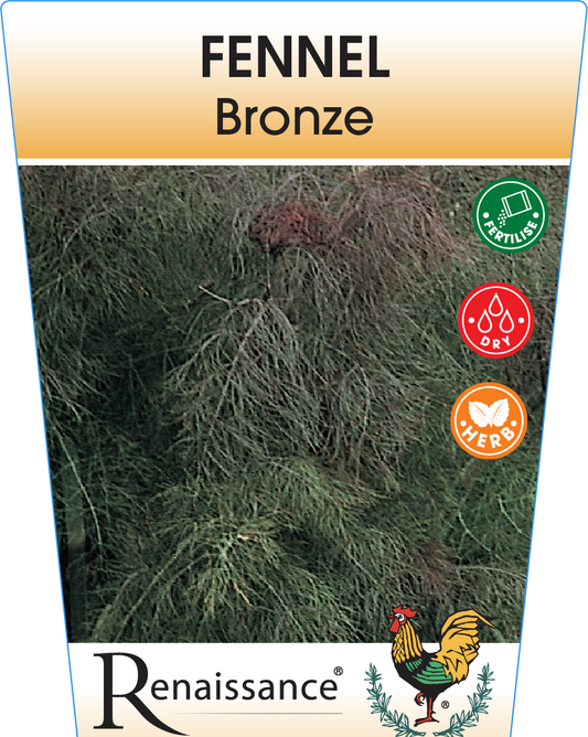Fennel Bronze 95mm