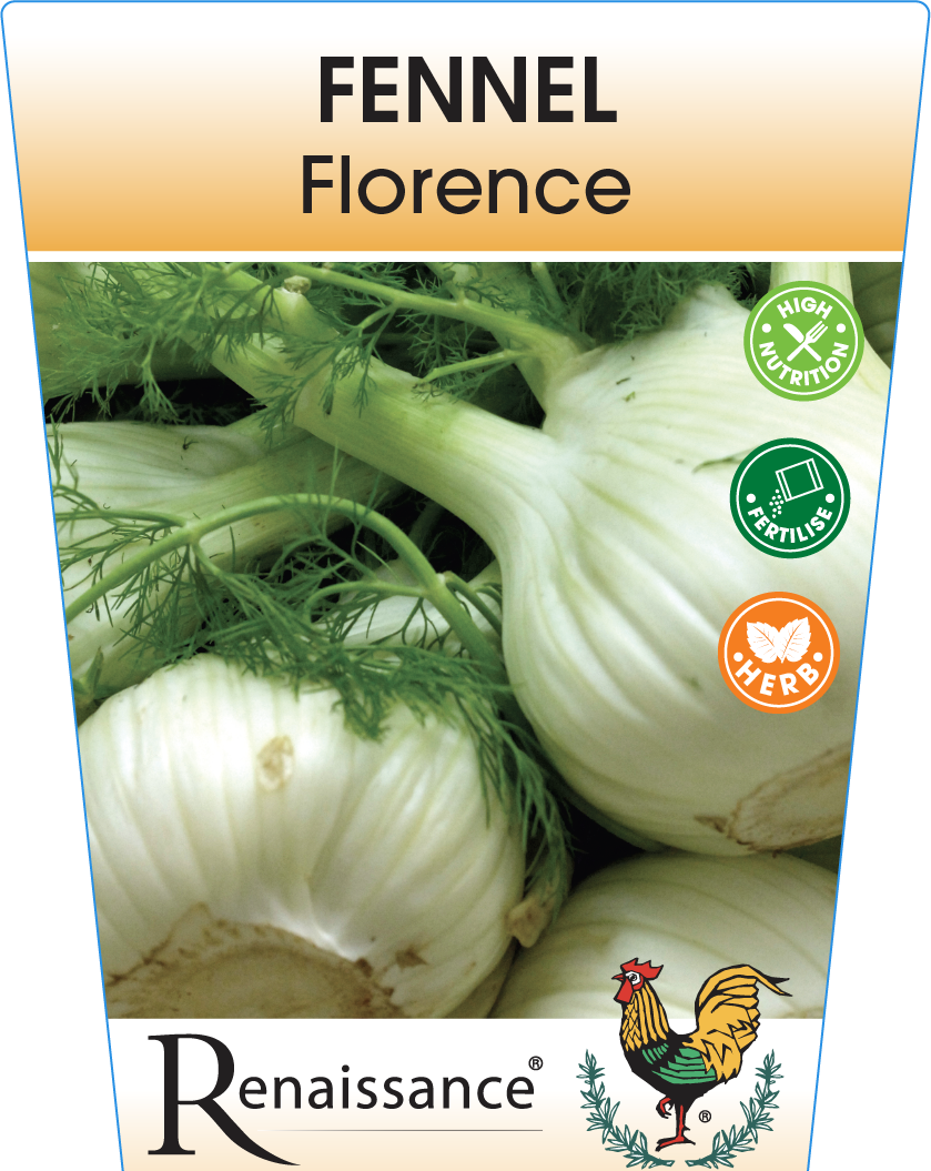 Fennel Florence 95mm