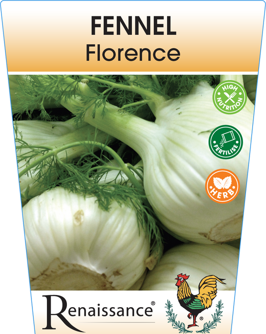 Fennel Florence 95mm