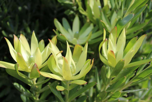 Leucadendron 'Florence' 14cm