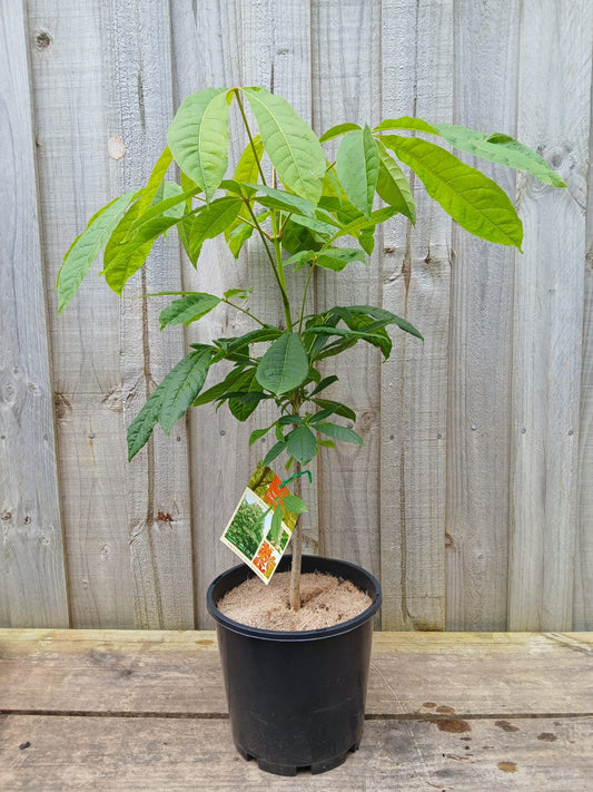 Aesculus hippocastanum 'Horse Chestnut' 20cm