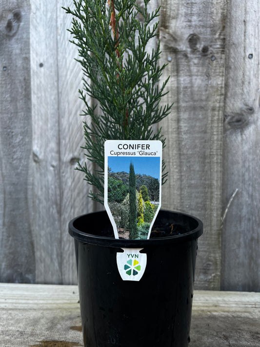 Cupressus sempervirens glauca ‘Pencil Pine’ 14cm