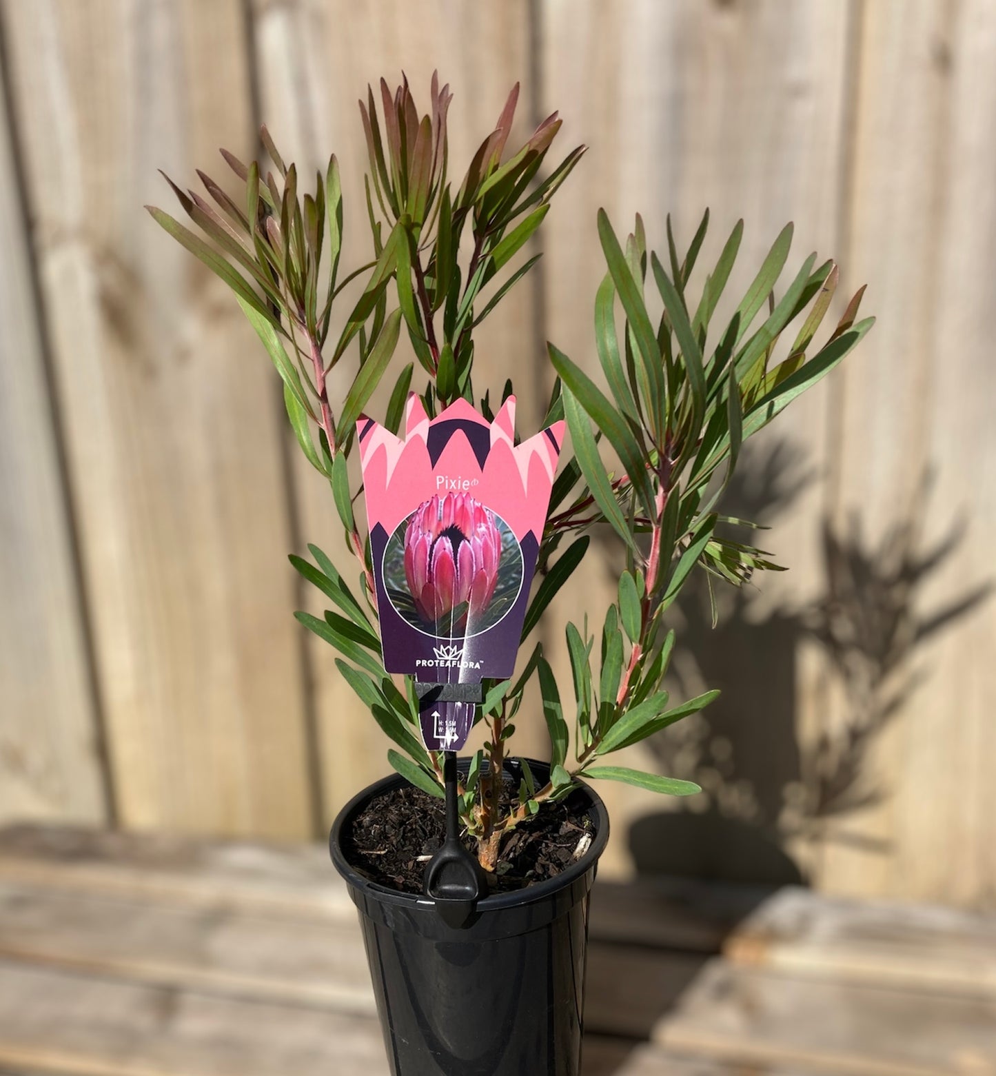 Protea pudens x longifolia 'Pixie' PBR 14cm
