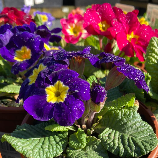 Primula acaulis mix 100mm