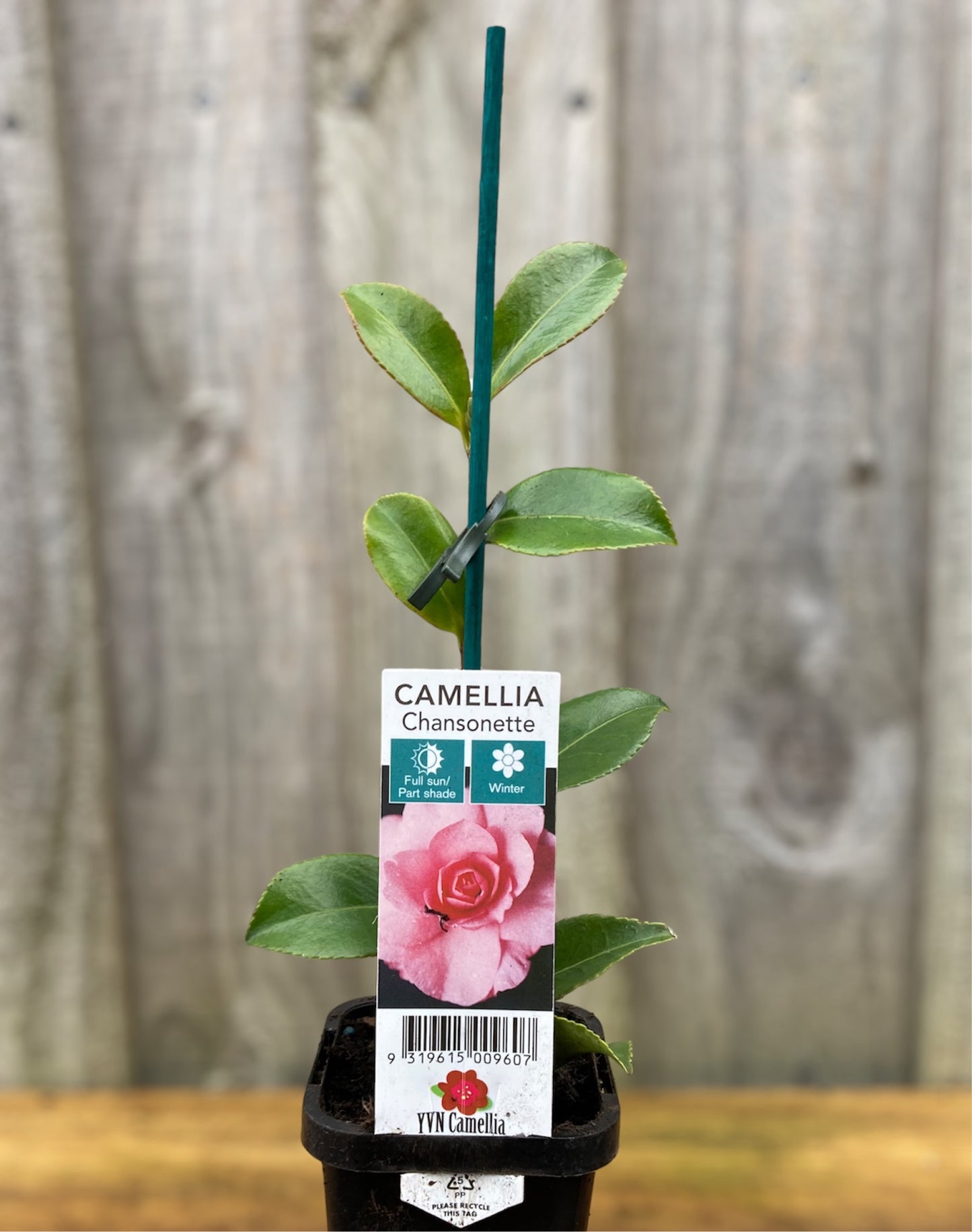 Camellia sasanqua ‘Chansonette’ 7cm