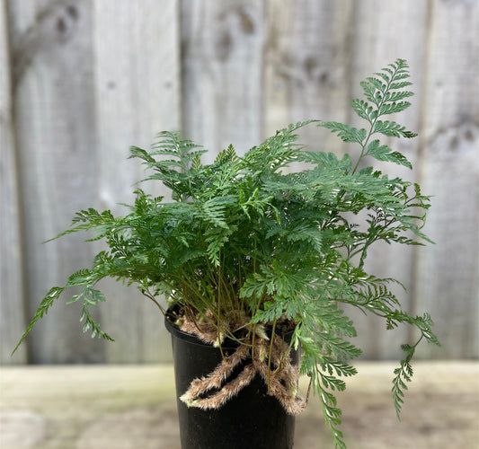 Davallia canariensis 'Rabbits Foot Fern' 14cm