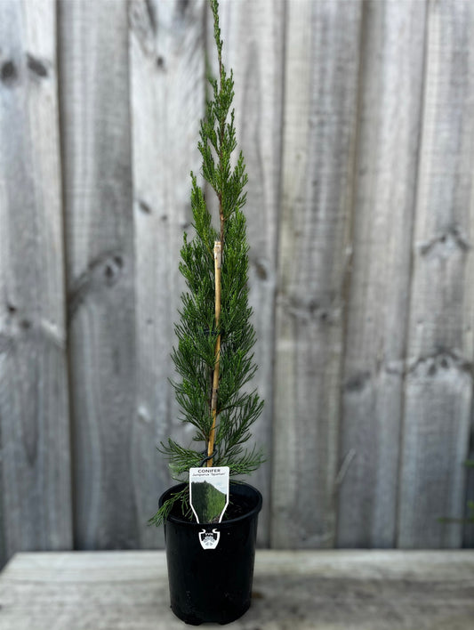 Juniperus chinensis Spartan 14cm