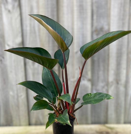 Philodendron Rojo Congo 14cm