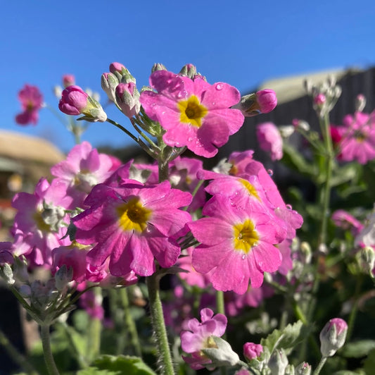 Primula 'Lollipops' 100mm