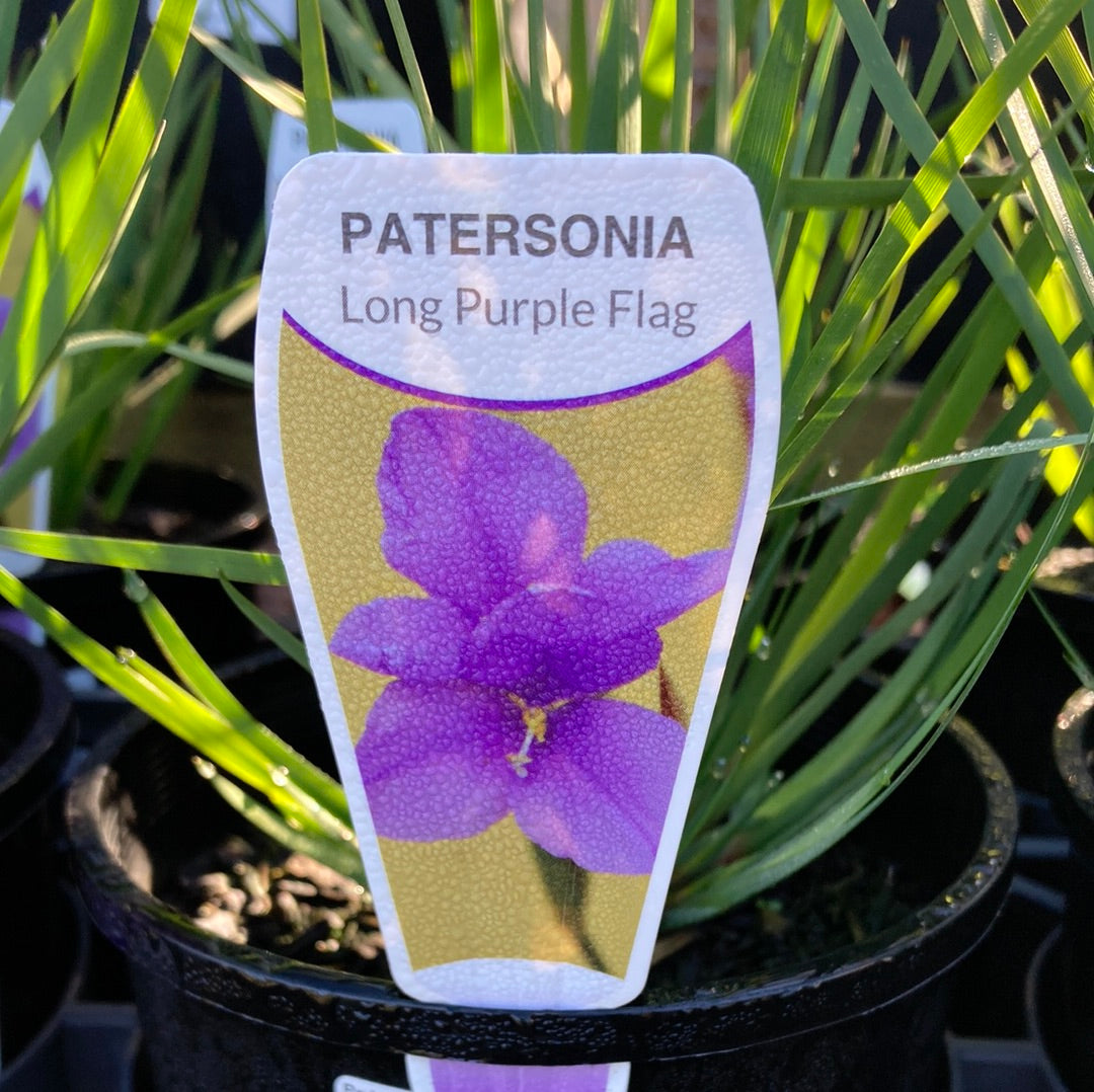 Patersonia occidentalis  'Native Iris' 14cm