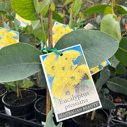 Eucalyptus preissiana ‘Bell-fruited Mallee’ 20cm
