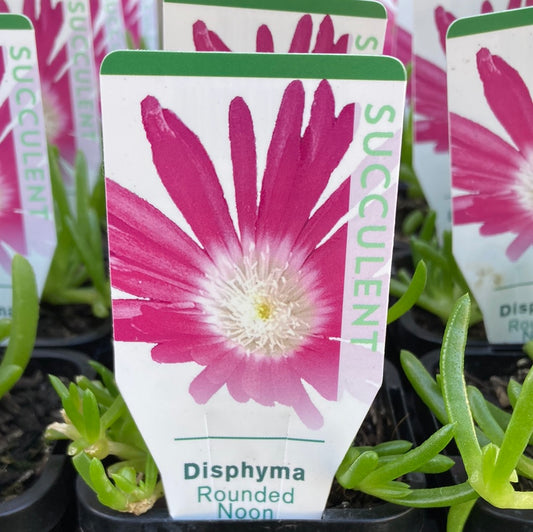Disphyma crassifolium 'Rounded Noon Flower' 7cm