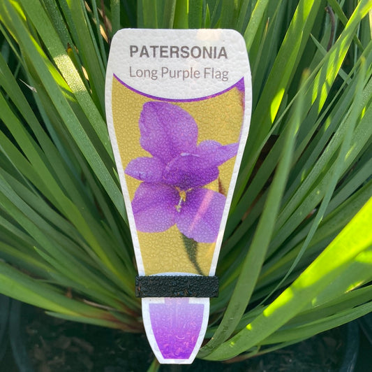 Patersonia occidentalis ‘Long Purple Flag’ 20cm