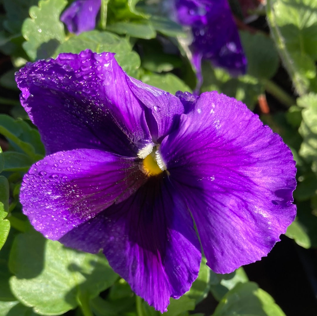 Pansy Assorted 100mm