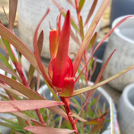 Leucadendron 'Deacon Red' 18cm