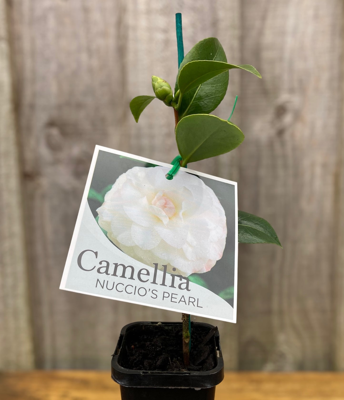 Camellia japonica ‘Nuccio’s Pearl’ 7cm