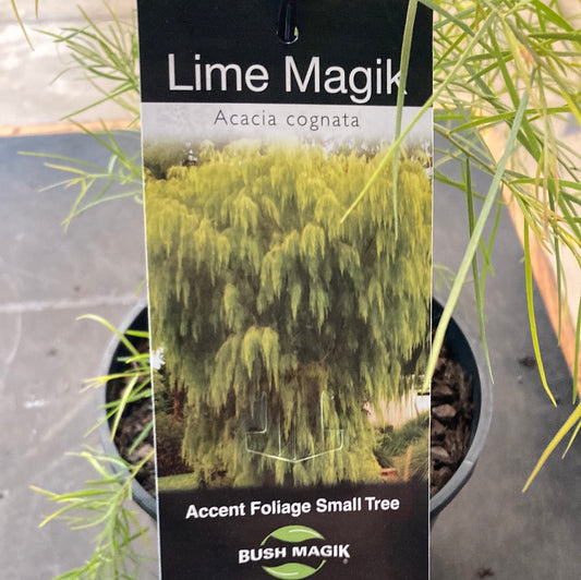 Acacia cognata 'Lime Magik' 18cm